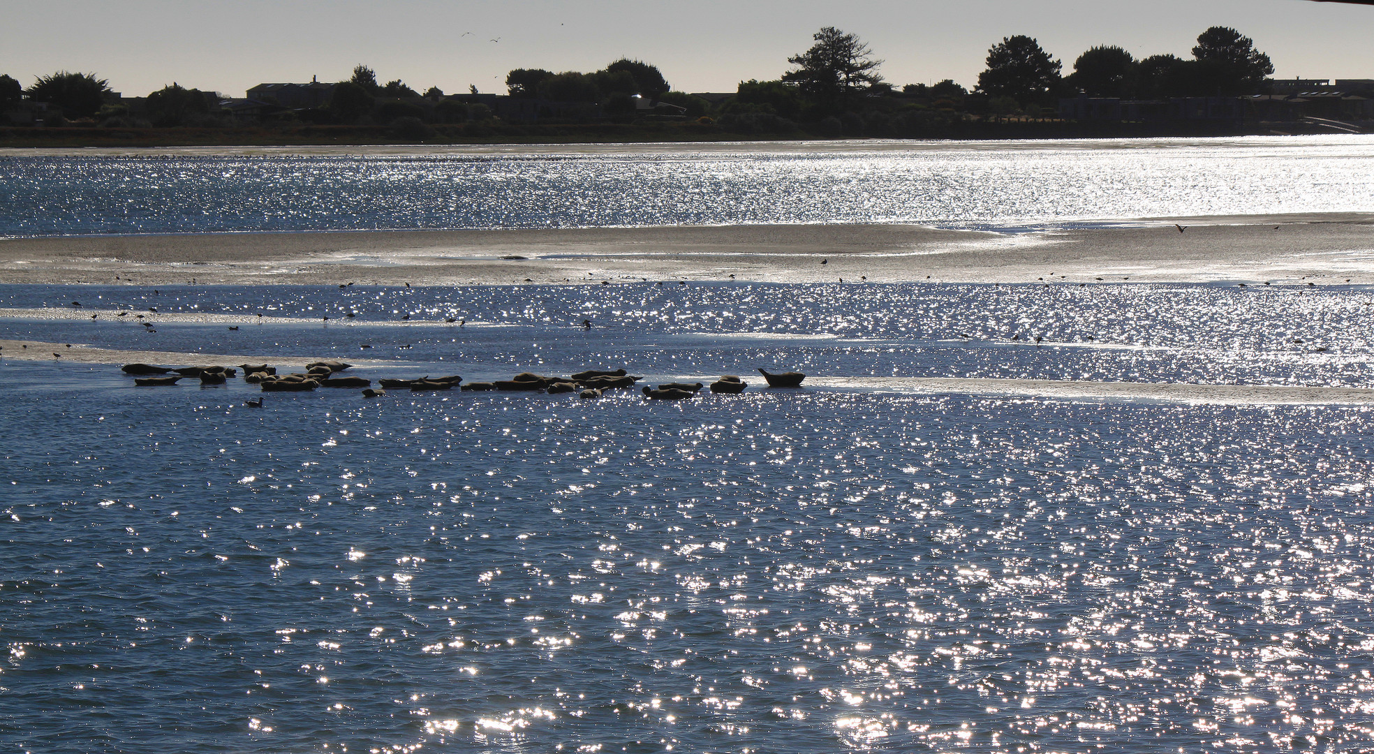 Bolinas Lagoon