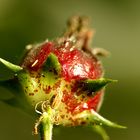 Bolita Roja