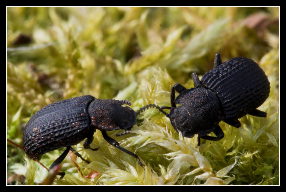 Bolitophagus reticulatus