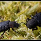 Bolitophagus reticulatus