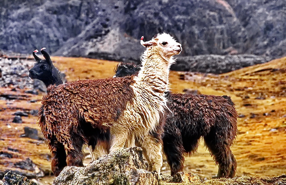 Bolivia: Altiplano, 3.800 m.ü.M.