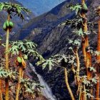 Bolivia: Las Yungas