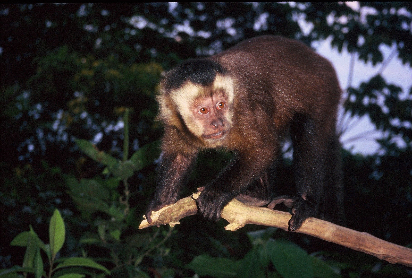 Bolivia monkey in the Chapare near Cochabamba