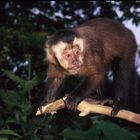 Bolivia monkey in the Chapare near Cochabamba