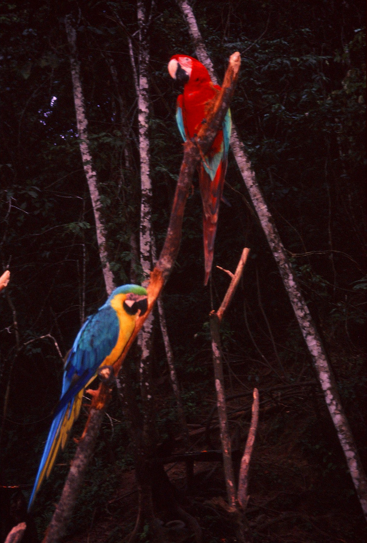 Bolivia Parrots in the Amazon Chapare