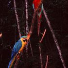 Bolivia Parrots in the Amazon Chapare