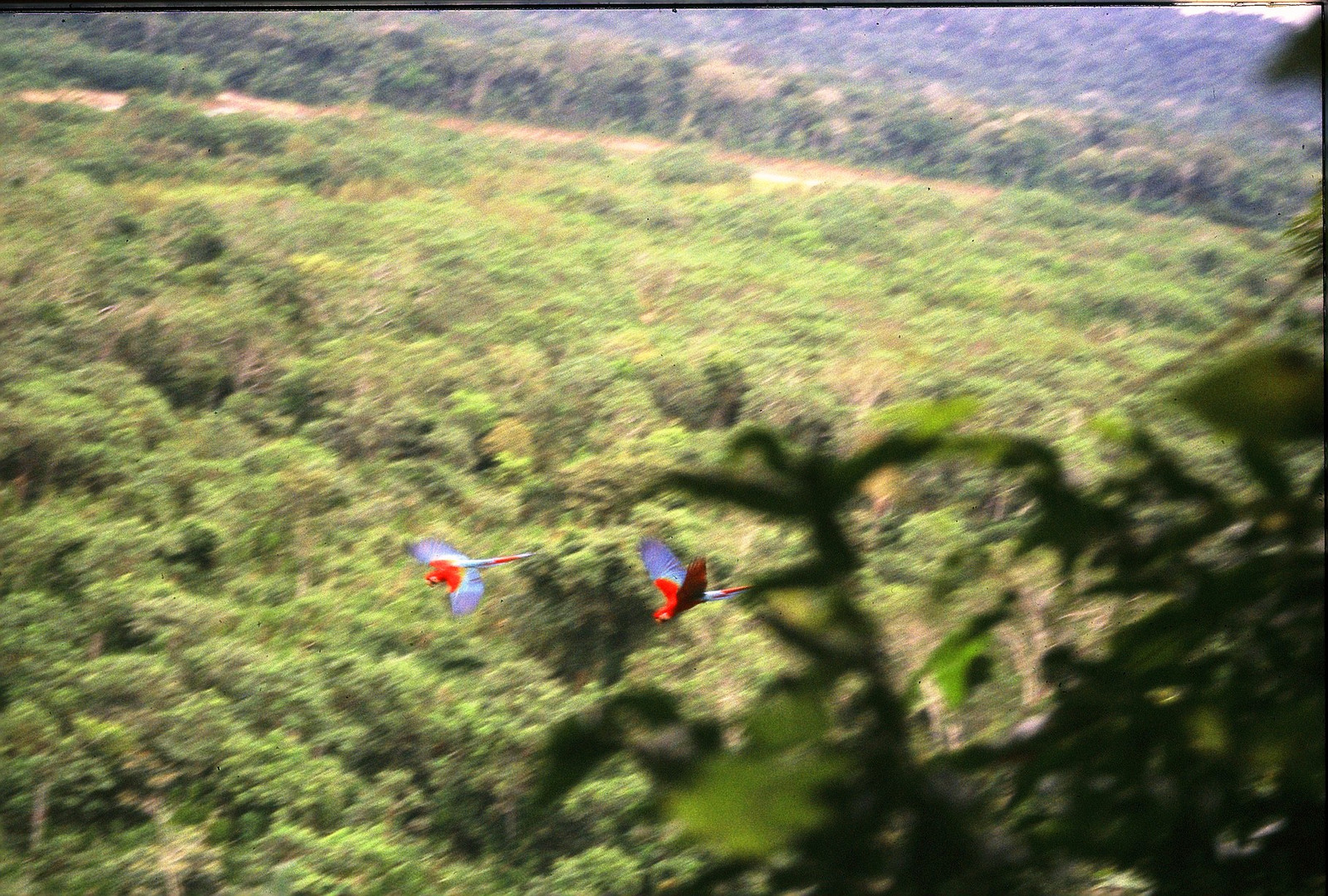 Bolivia Parrots in the Amazon Madidi park
