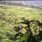 Bolivia Parrots in the Amazon Madidi park