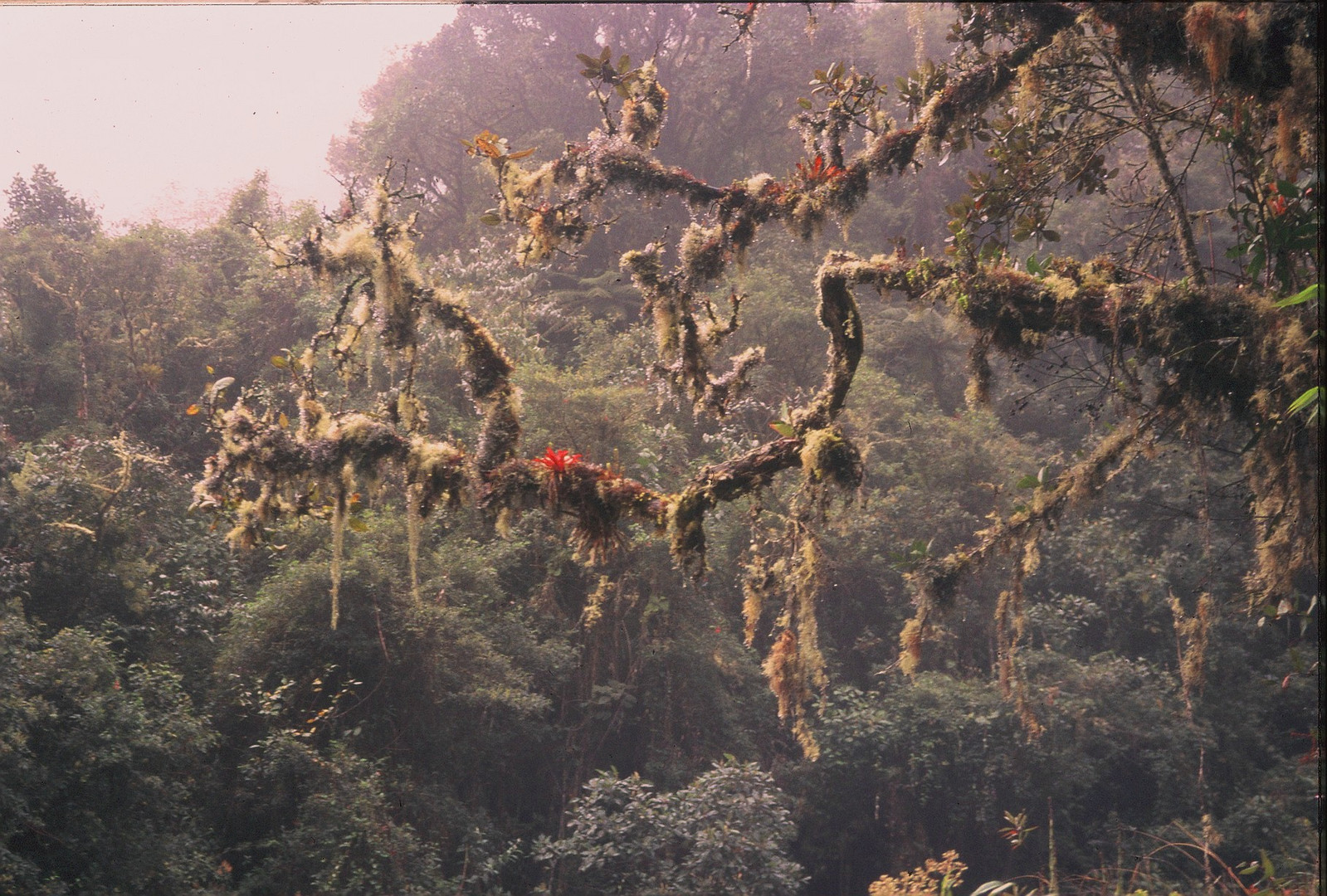 Bolivia rainforest in the Yungas