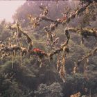 Bolivia rainforest in the Yungas