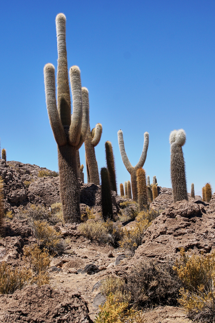 Bolivia,Kakteen insel