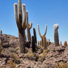 Bolivia,Kakteen insel