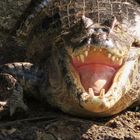 Bolivian Caiman Amazon Madidi