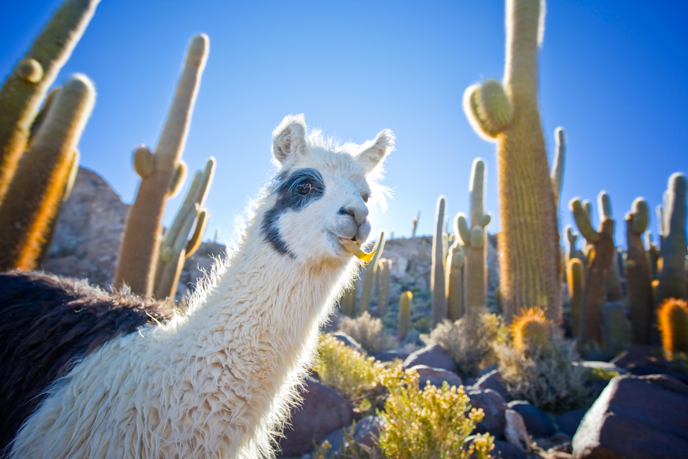 Bolivian Lama