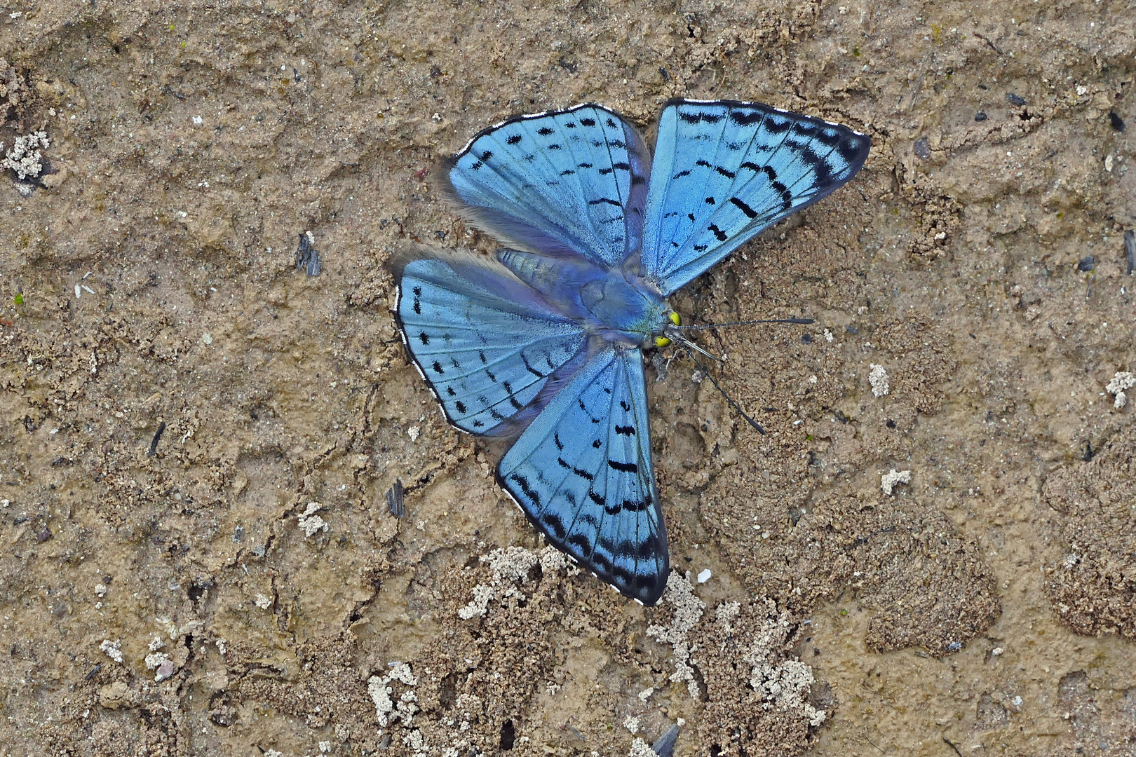  Bolivian Sapphire, Lasaia moeros 