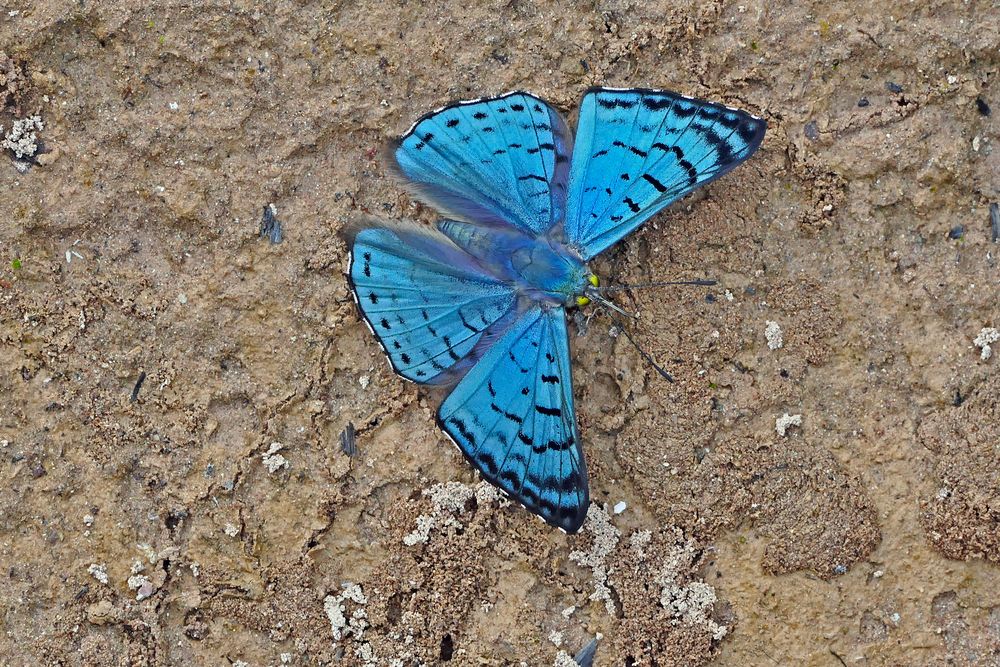  Bolivian Sapphire, Lasaia moeros 