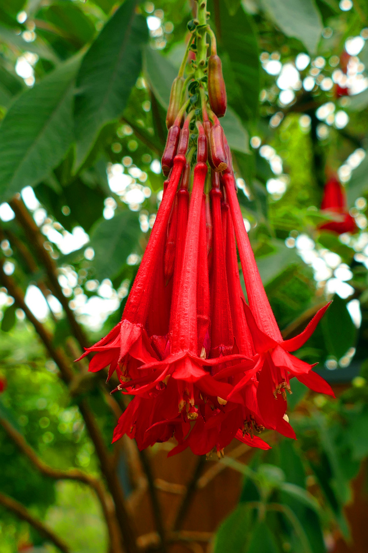 Bolivianische Fuchsie