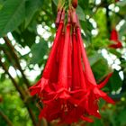 Bolivianische Fuchsie