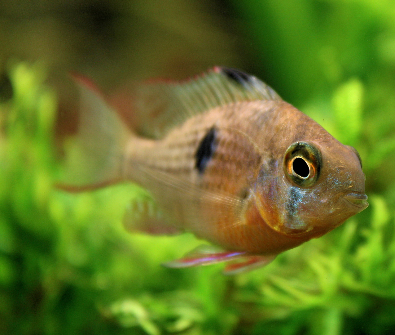 Bolivianischer Schmetterlingsbuntbarsch (Mikrogeophagus altispinosus) - Weibchen