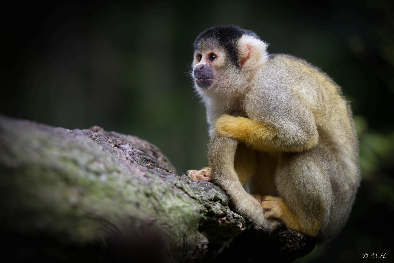 Bolivianischer Totenkopfaffe (Saimiri boliviensis)