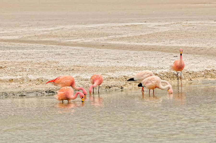 Bolivien - Altiplano - Flamingos