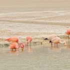 Bolivien - Altiplano - Flamingos