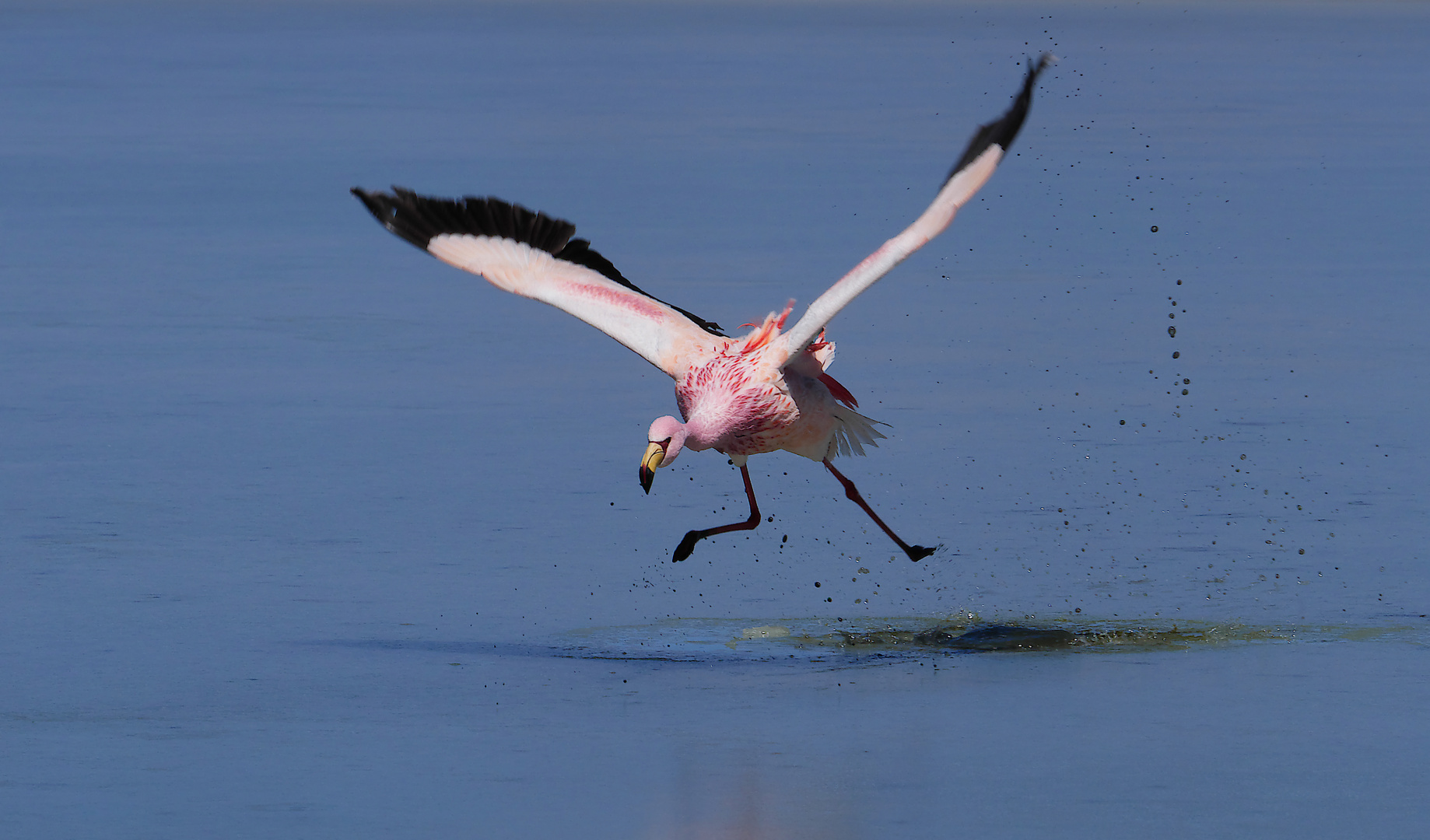 Bolivien-Chile - 2018 - Flamingo - Laguna Verde - 1413