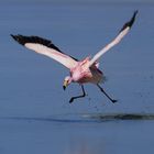 Bolivien-Chile - 2018 - Flamingo - Laguna Verde - 1413