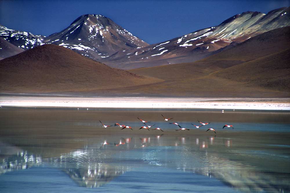 Bolivien - Flamingos über Laguna Verde