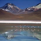 Bolivien - Flamingos über Laguna Verde