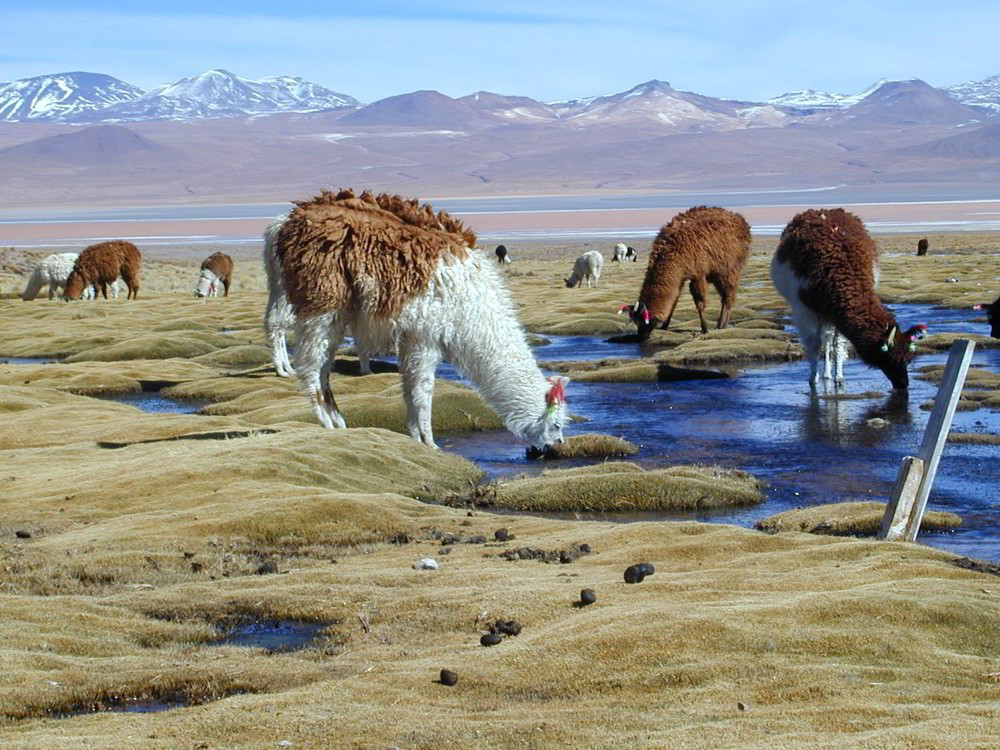 Bolivien ganz oben