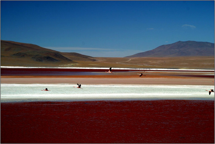 Bolivien - Laguna Colorada II