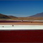 Bolivien - Laguna Colorada II