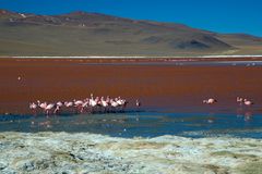 Boliviens Traumlagune