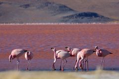 Boliviens Traumlagune