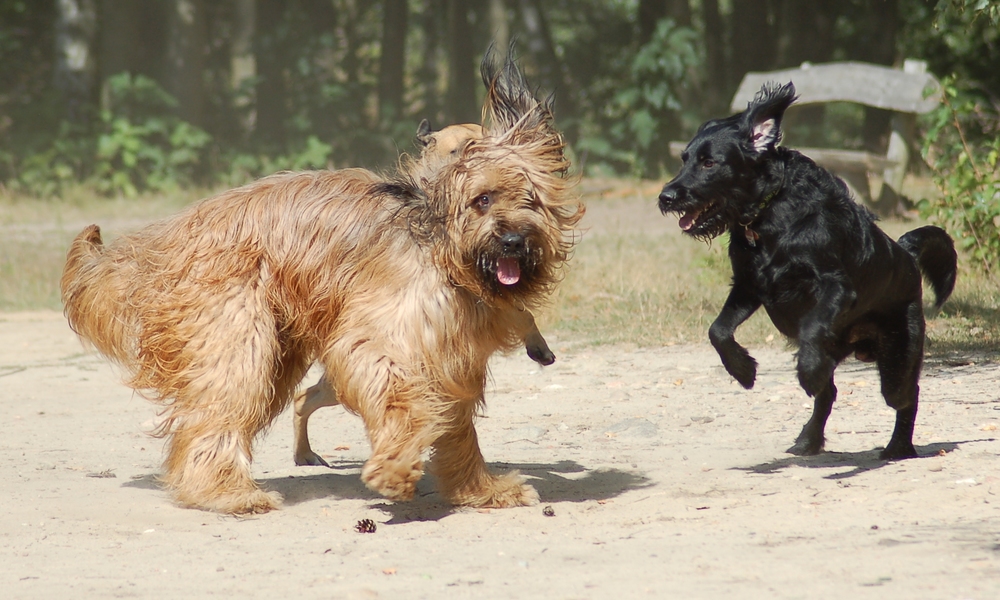 Bolle, Murphy und ein bisschen Laika..