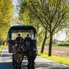 Bollerwagen mit animalischem Antrieb