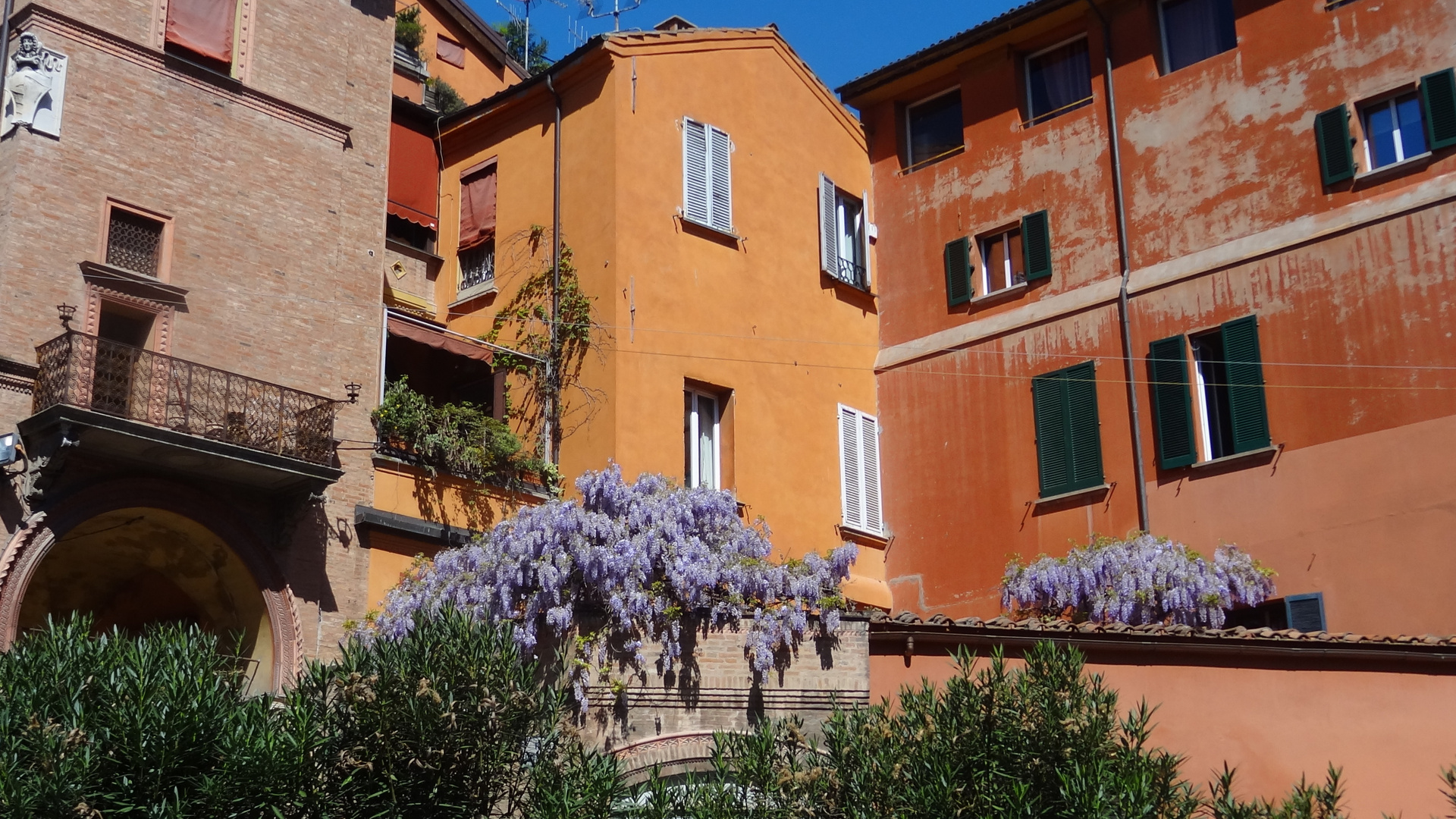 Bologne - la glycine