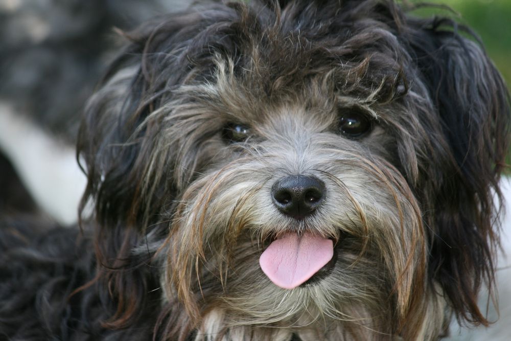 Bolonka Zwetna Foto & Bild tiere, haustiere, hunde Bilder auf