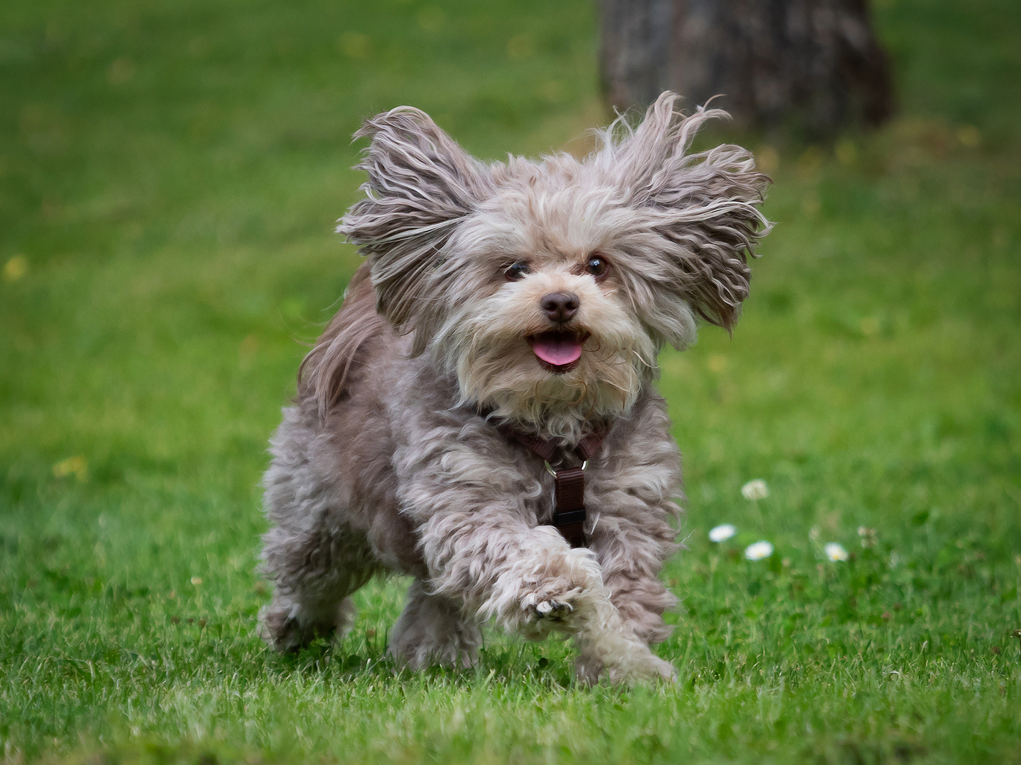 Bolonka Zwetna Foto & Bild sport, tiere, haustiere Bilder auf