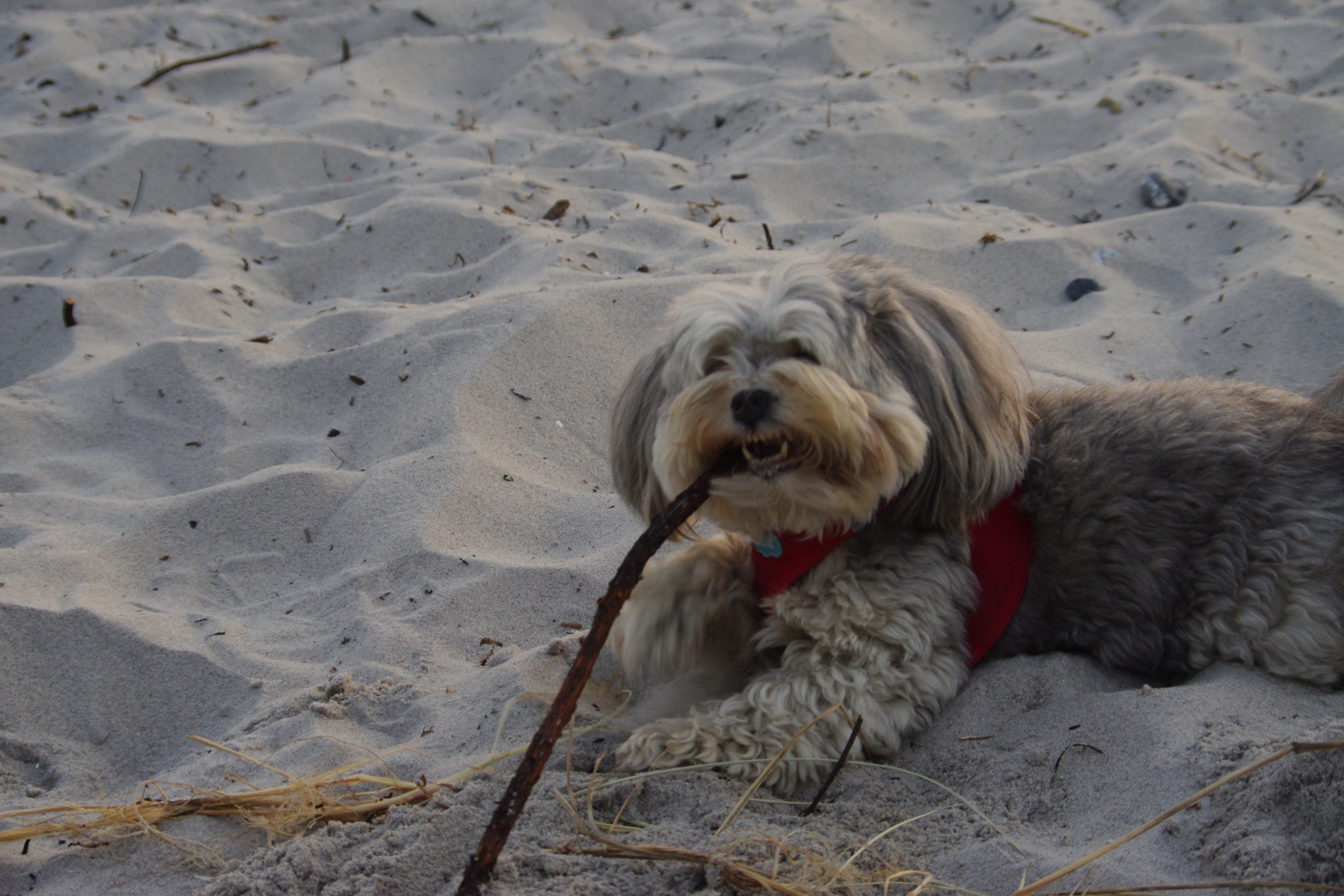 Bolonka Zwetna am Strand