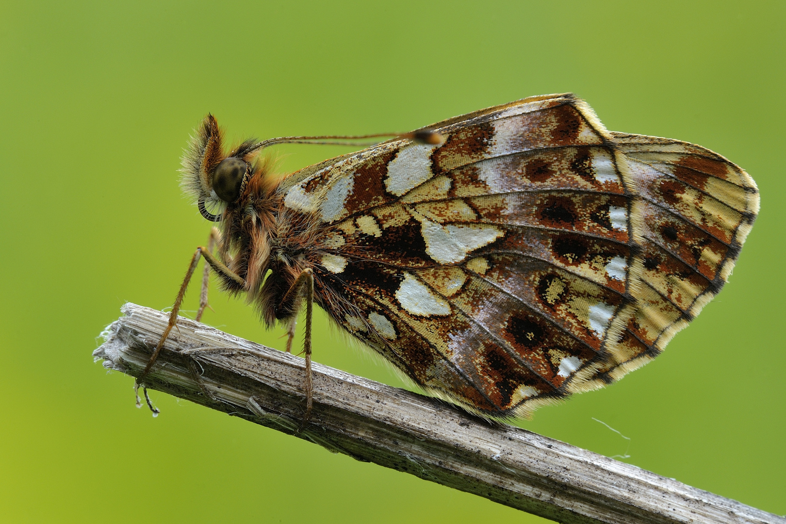 Boloria