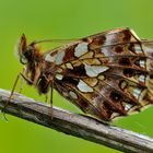 Boloria