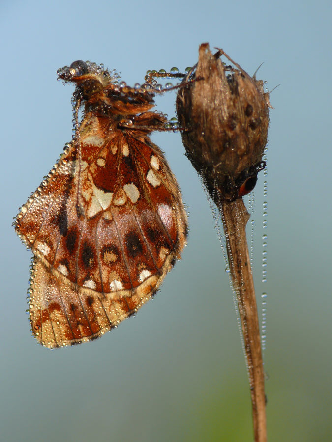 Boloria