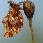 Boloria