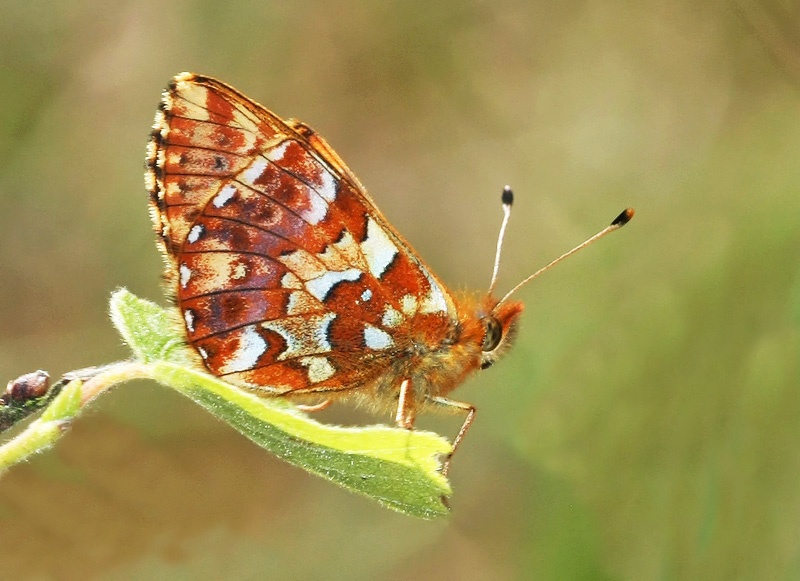 Boloria aquilonaris - Hochmoor-Perlmutterfalter