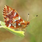 Boloria aquilonaris - Hochmoor-Perlmutterfalter