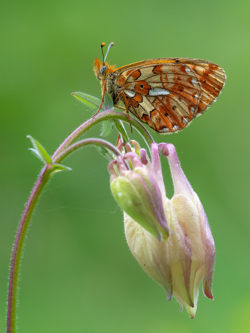 Boloria