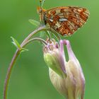 Boloria