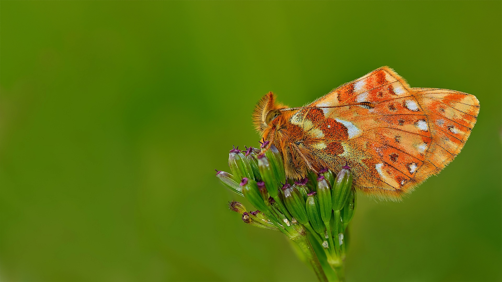 Boloria caucasica